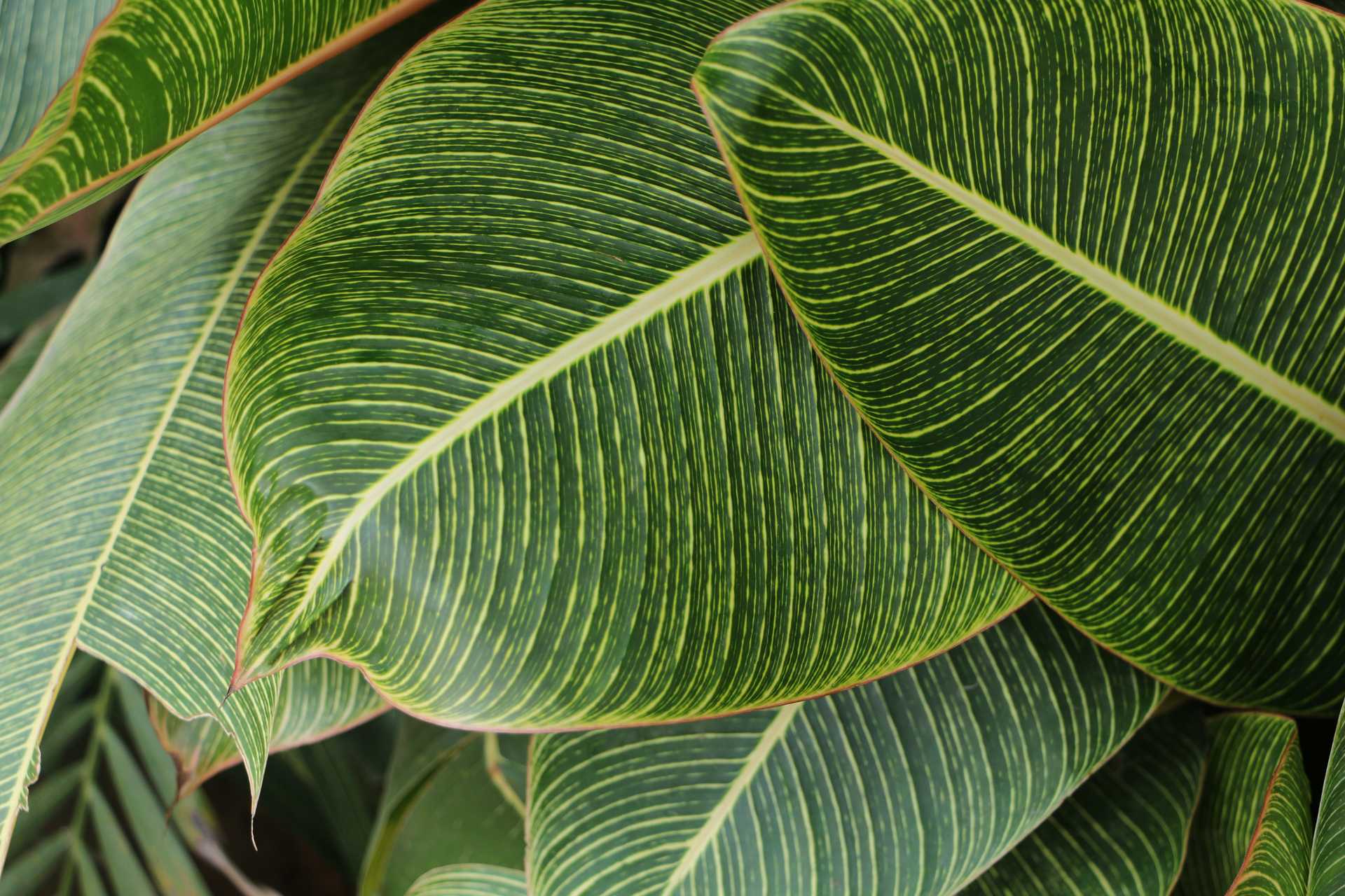 Close-Up Photography of Green Leaves