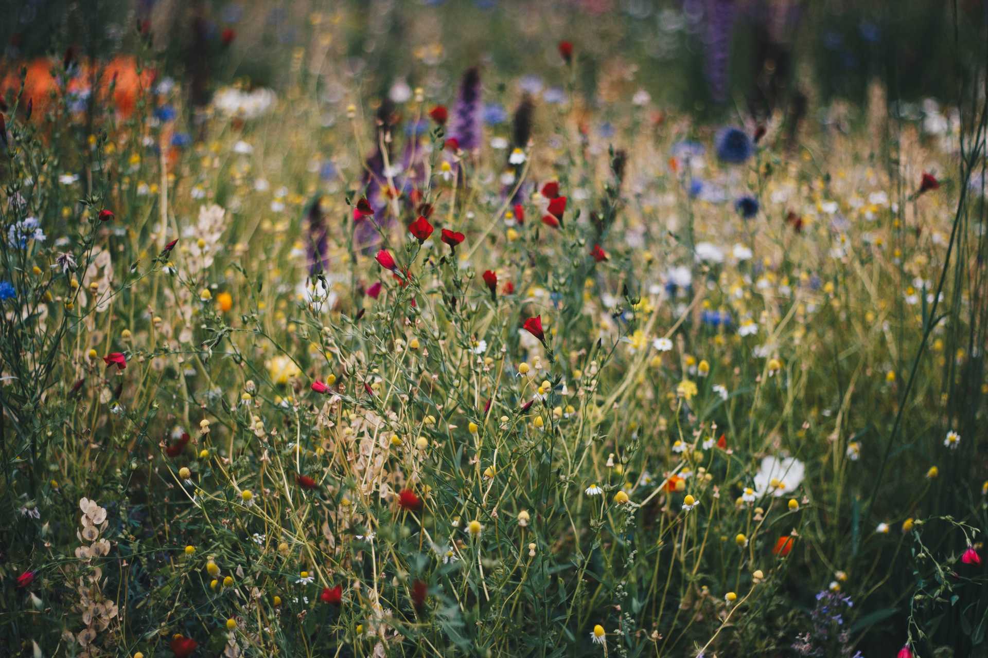 Blue, white, and red poppy flower field