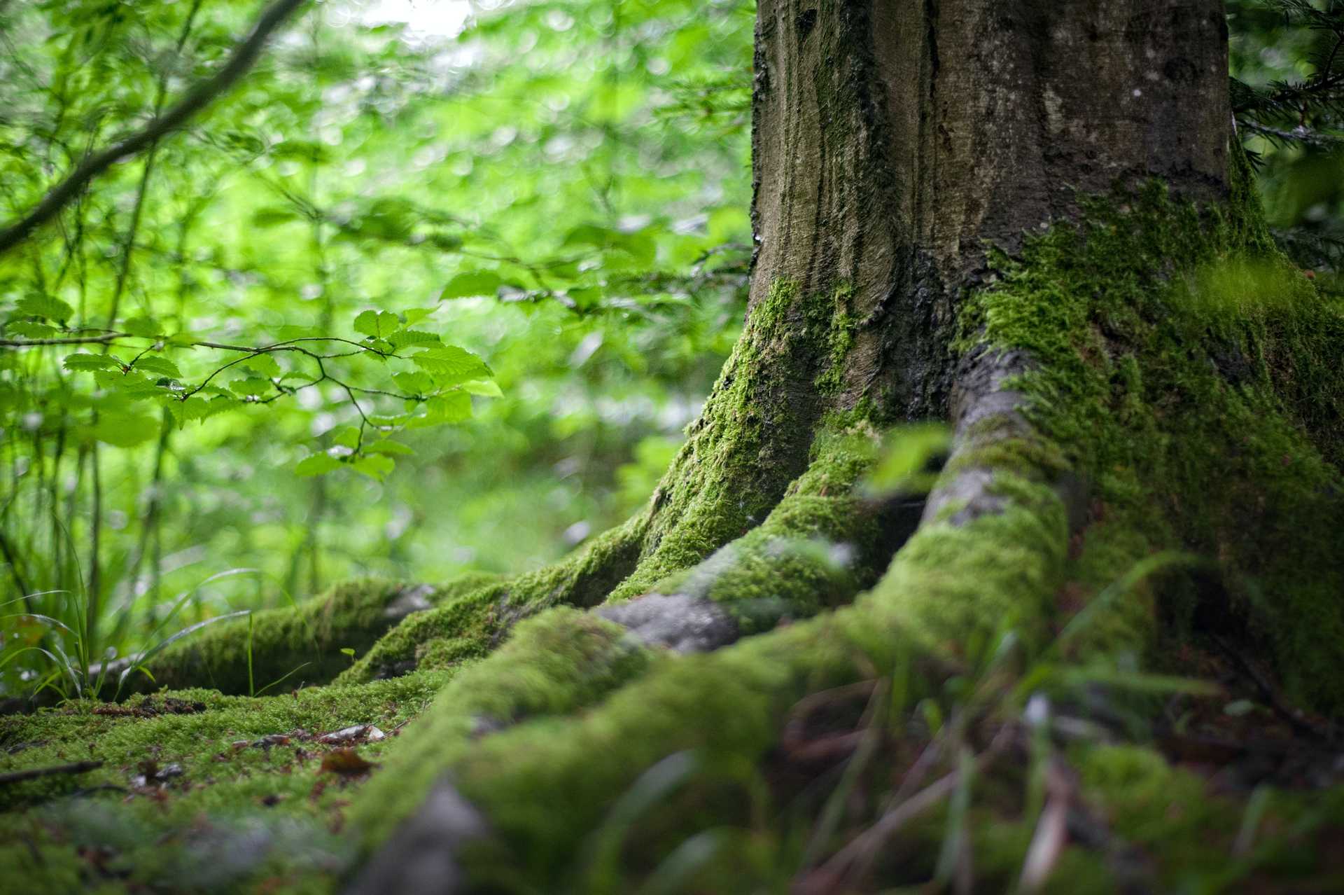 Green Tree Near Green Plants and Moss