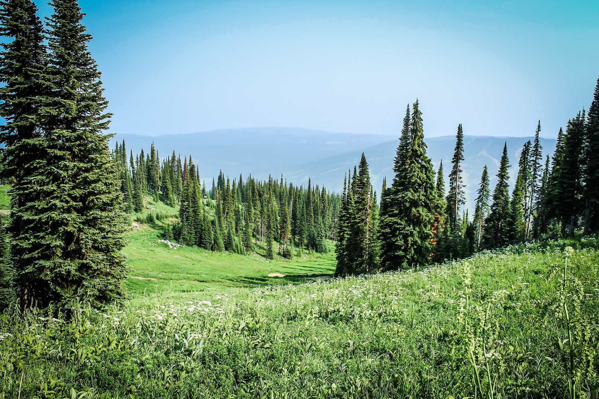 Green grass field with pine trees